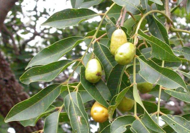 Hog Apple Origins Consumption Nutrition Facts Health Benefits